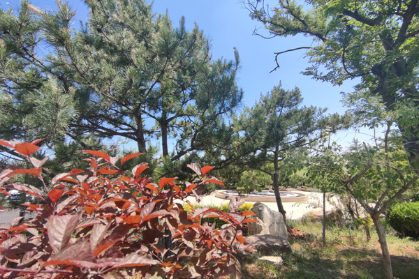 沈阳殡葬服务中坟旁栽树离多少米合适？距离建议与风水考量