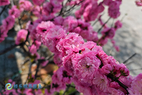 沈阳殡仪馆周末营业时间安排,殡仪服务周六是否正常上班？