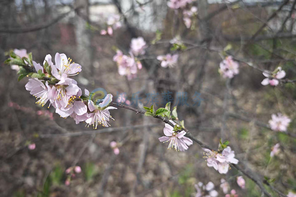 沈阳丧葬服务安葬时可以放什么随葬品？它们分别有什么寓意？