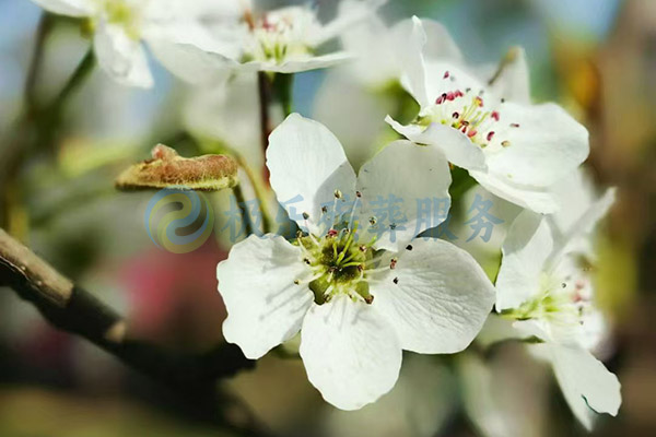 沈阳殡葬服务多样化:多种套餐满足不同家庭需求 沈阳殡葬服务多样化:多种套餐满足不同家庭需求