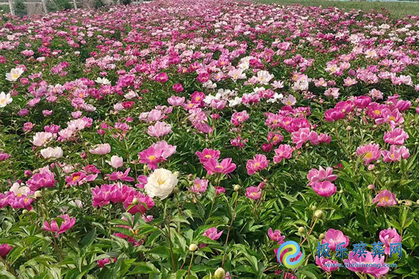 沈阳墓园花葬的价格是多少?花葬费用与选择指南 沈阳墓园花葬的价格是多少?花葬费用与选择指南